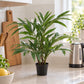 Künstliche Palour Palme - Perlok | 45 cm