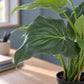 Künstliche Alocasia - Ebba | 40 cm