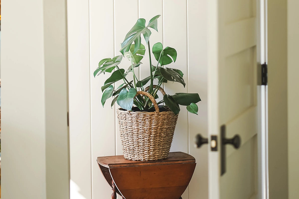 Eingangsbereich Ferienwohnung mit einer Kunstpflanze Monstera von aplanta