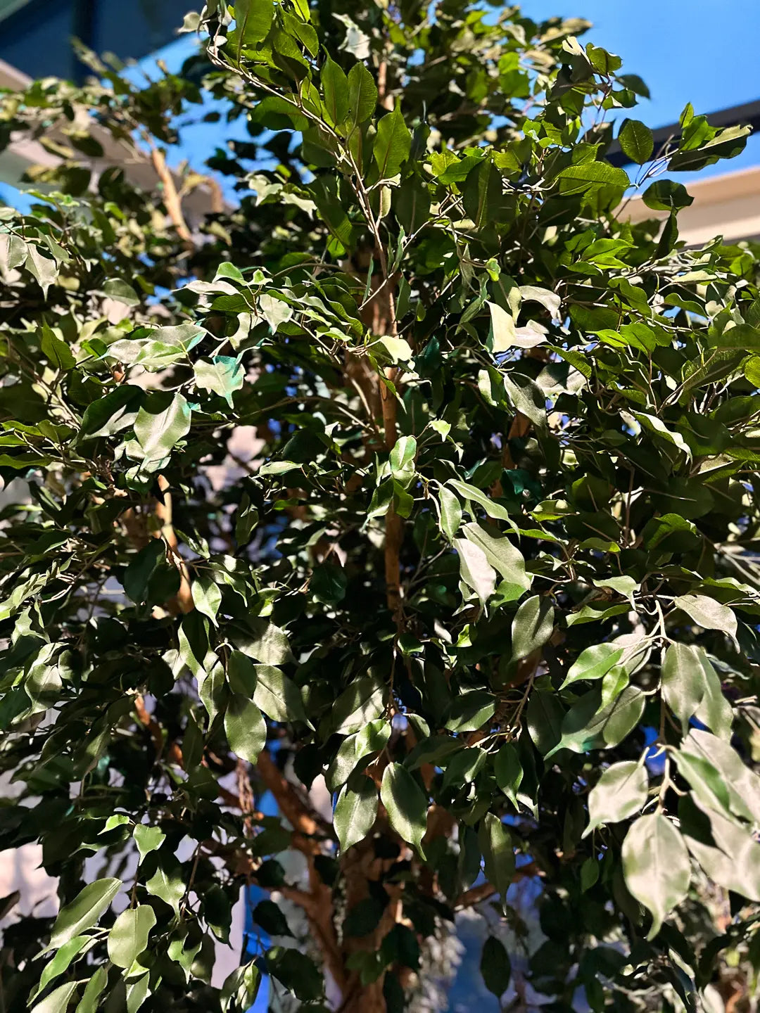 Künstlicher Ficus Baum - Nero, 315 cm, Kunstbaum von aplanta, mit Echtholzstamm, im schwarzen Topf, in Natur, für drinnen