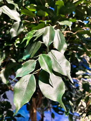 Künstlicher Ficus Baum - Nero, 315 cm, Kunstbaum von aplanta, mit Echtholzstamm, im schwarzen Topf, in Natur, für drinnen
