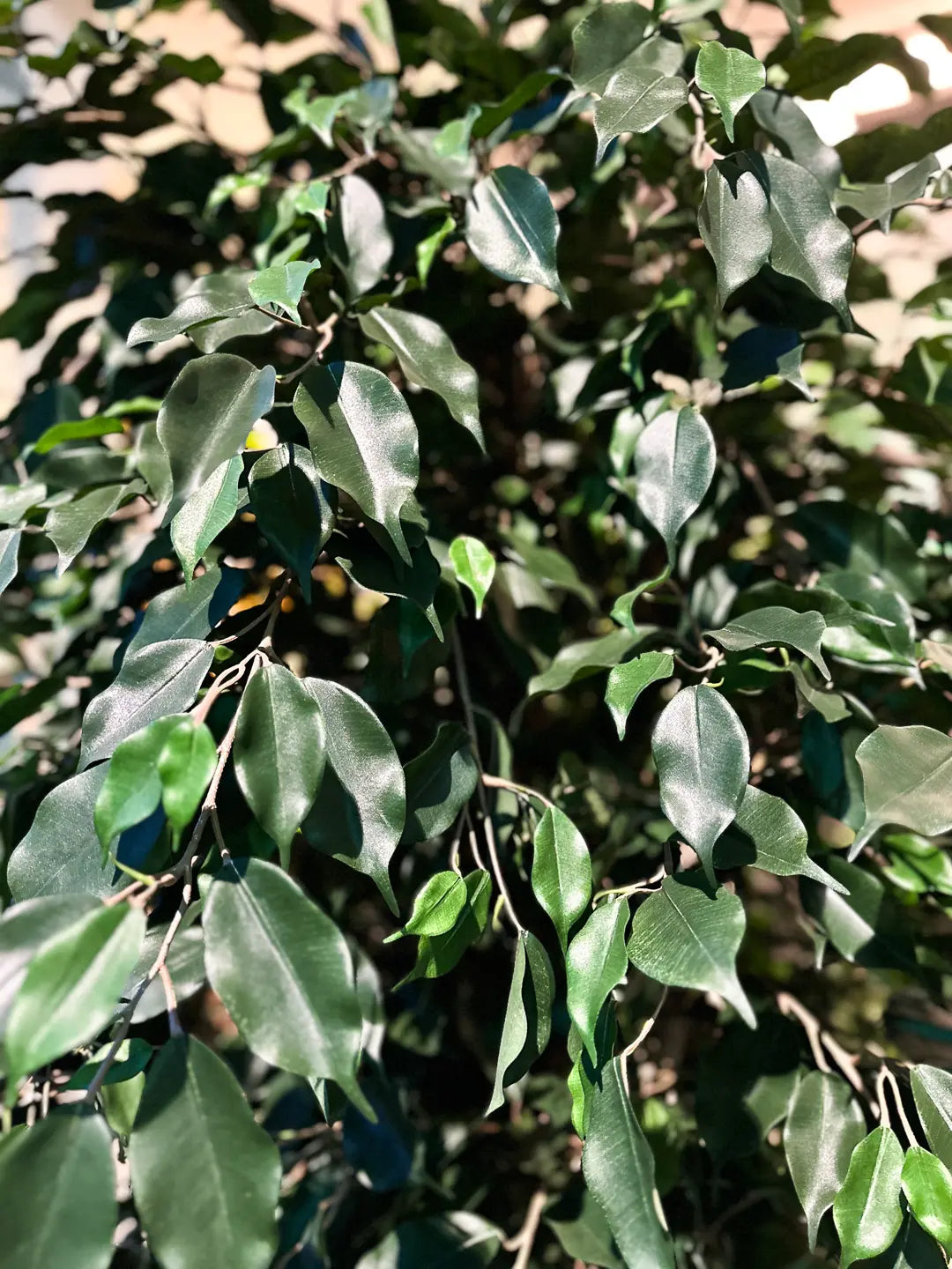 Künstlicher Ficus - Kim, 150 cm, Kunstbaum von aplanta, mit Echtholzstamm, im schwarzen Topf, in Natur, für drinnen