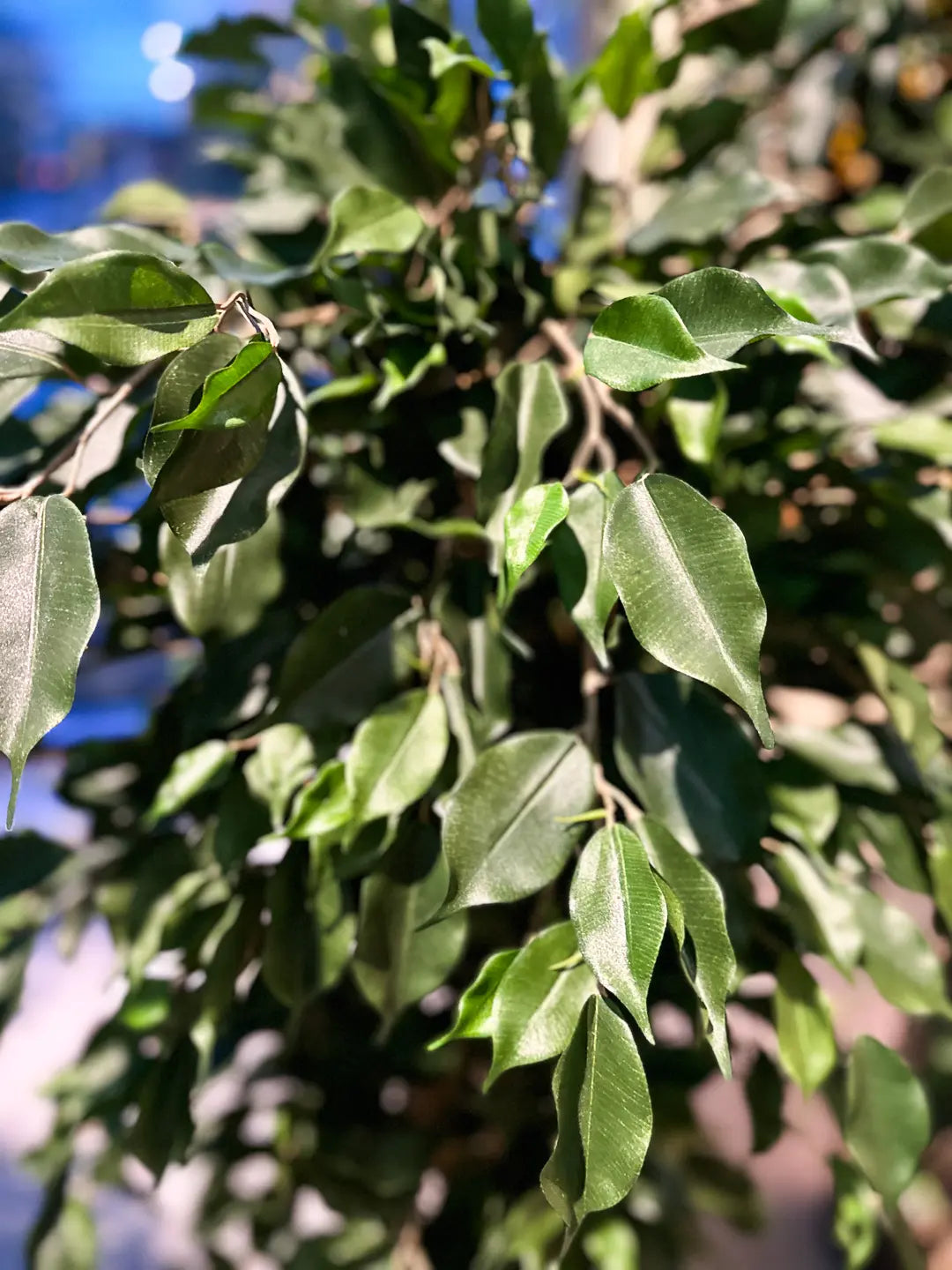 Künstlicher Ficus - Kim, 150 cm, Kunstbaum von aplanta, mit Echtholzstamm, im schwarzen Topf, in Natur, für drinnen