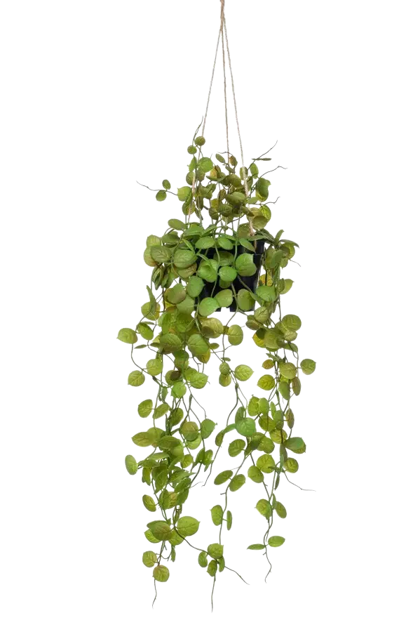 Künstliche Hänge-Leuchterblume - Konrad, 50 cm, Kunstpflanze von aplanta, inkl. Dekotopf, im schwarzen Topf, in Natur