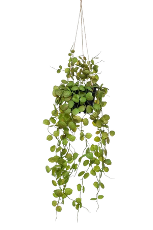 Künstliche Hänge-Leuchterblume - Konrad, 50 cm, Kunstpflanze von aplanta, inkl. Dekotopf, im schwarzen Topf, in Natur