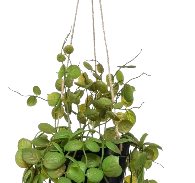 Künstliche Hänge-Leuchterblume - Konrad, 50 cm, Kunstpflanze von aplanta, inkl. Dekotopf, im schwarzen Topf, in Natur