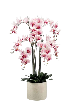 Künstliche Orchidee - Leo, 100 cm, Kunstblume von aplanta, inkl. Dekotopf, in Natur, für drinnen
