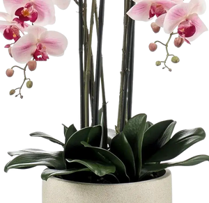 Künstliche Orchidee - Leo, 100 cm, Kunstblume von aplanta, inkl. Dekotopf, in Natur, für drinnen