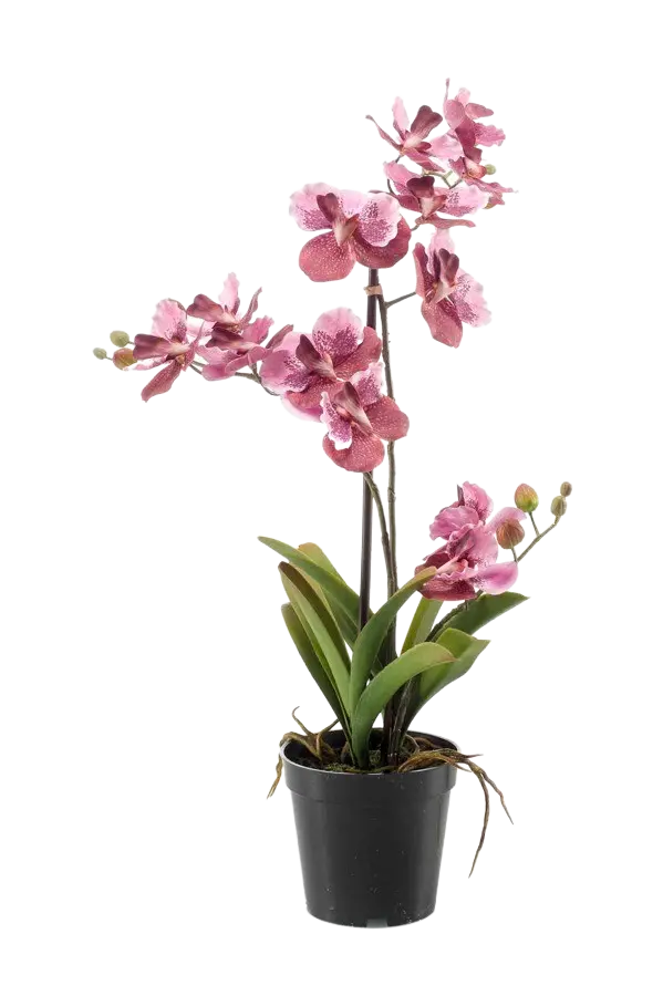 Künstliche Orchidee - Liam, 60 cm, Kunstblume von aplanta, im schwarzen Topf, in Pink, für drinnen