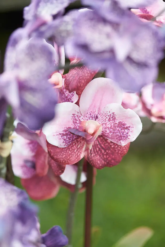 Künstliche Orchidee - Liam, 60 cm, Kunstblume von aplanta, im schwarzen Topf, in Pink, für drinnen