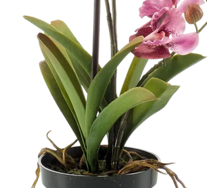 Künstliche Orchidee - Liam, 60 cm, Kunstblume von aplanta, im schwarzen Topf, in Pink, für drinnen