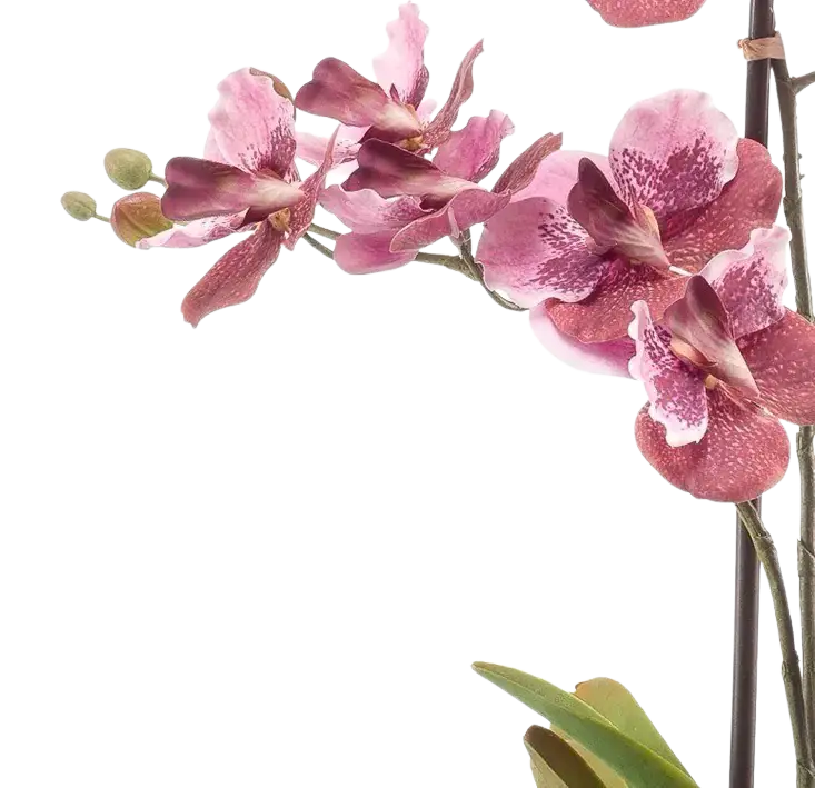 Künstliche Orchidee - Liam, 60 cm, Kunstblume von aplanta, im schwarzen Topf, in Pink, für drinnen