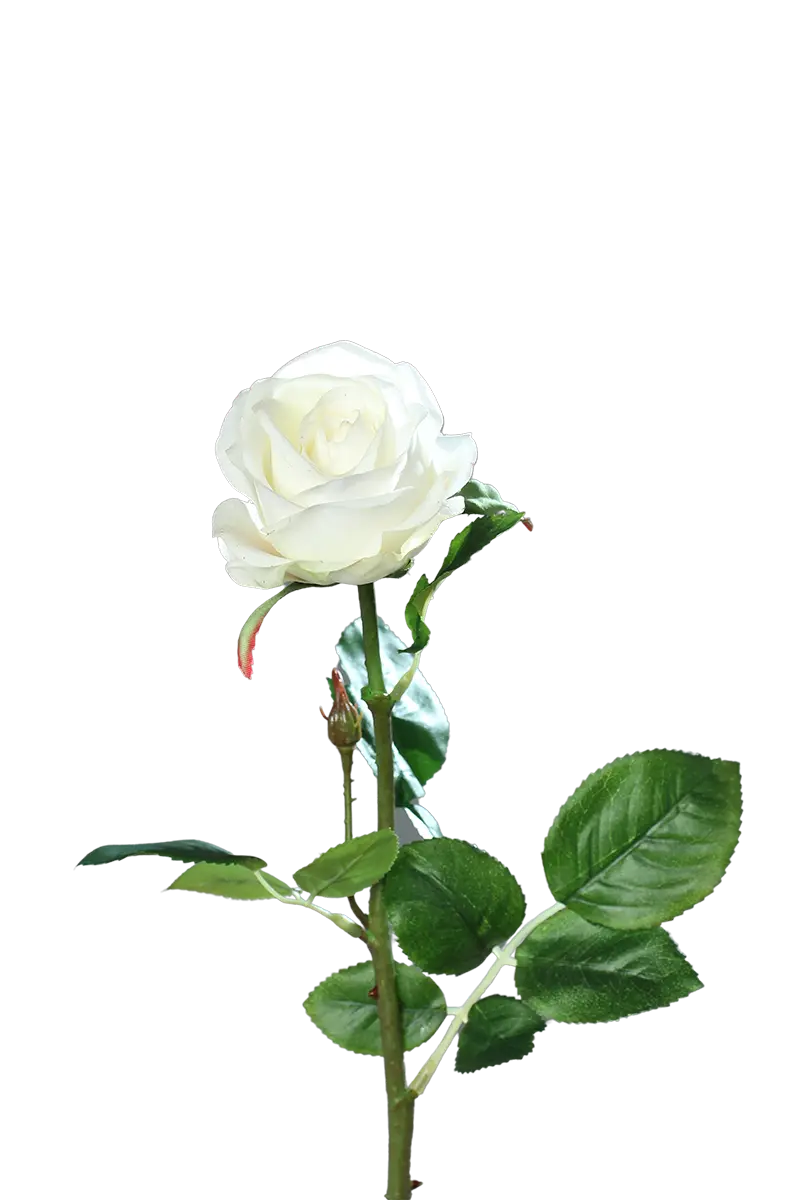 Künstliche Rose - Alexandros, 66 cm, Kunstblume von aplanta, Real Touch, in Creme, für drinnen