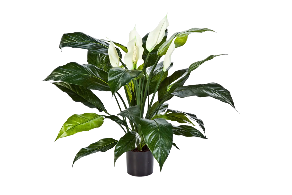 Künstliche Spathiphyllum - Big-Luna, 73 cm, Kunstbaum von aplanta, im schwarzen Topf, in Natur, für drinnen