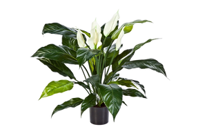 Künstliche Spathiphyllum - Big-Luna, 73 cm, Kunstbaum von aplanta, im schwarzen Topf, in Natur, für drinnen