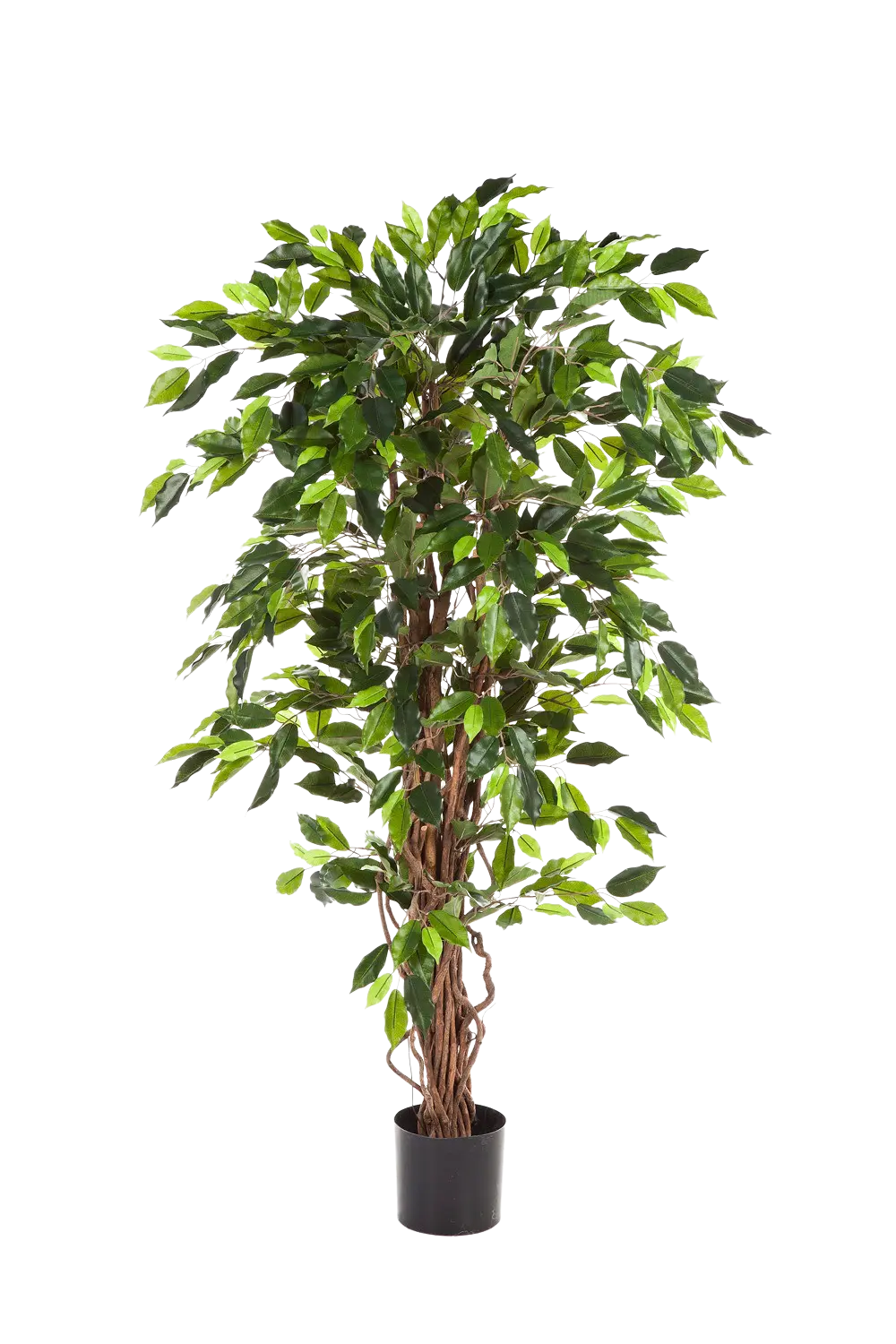 Künstlicher Ficus - Issa, 120 cm, Kunstbaum von aplanta, in Natur, für drinnen
