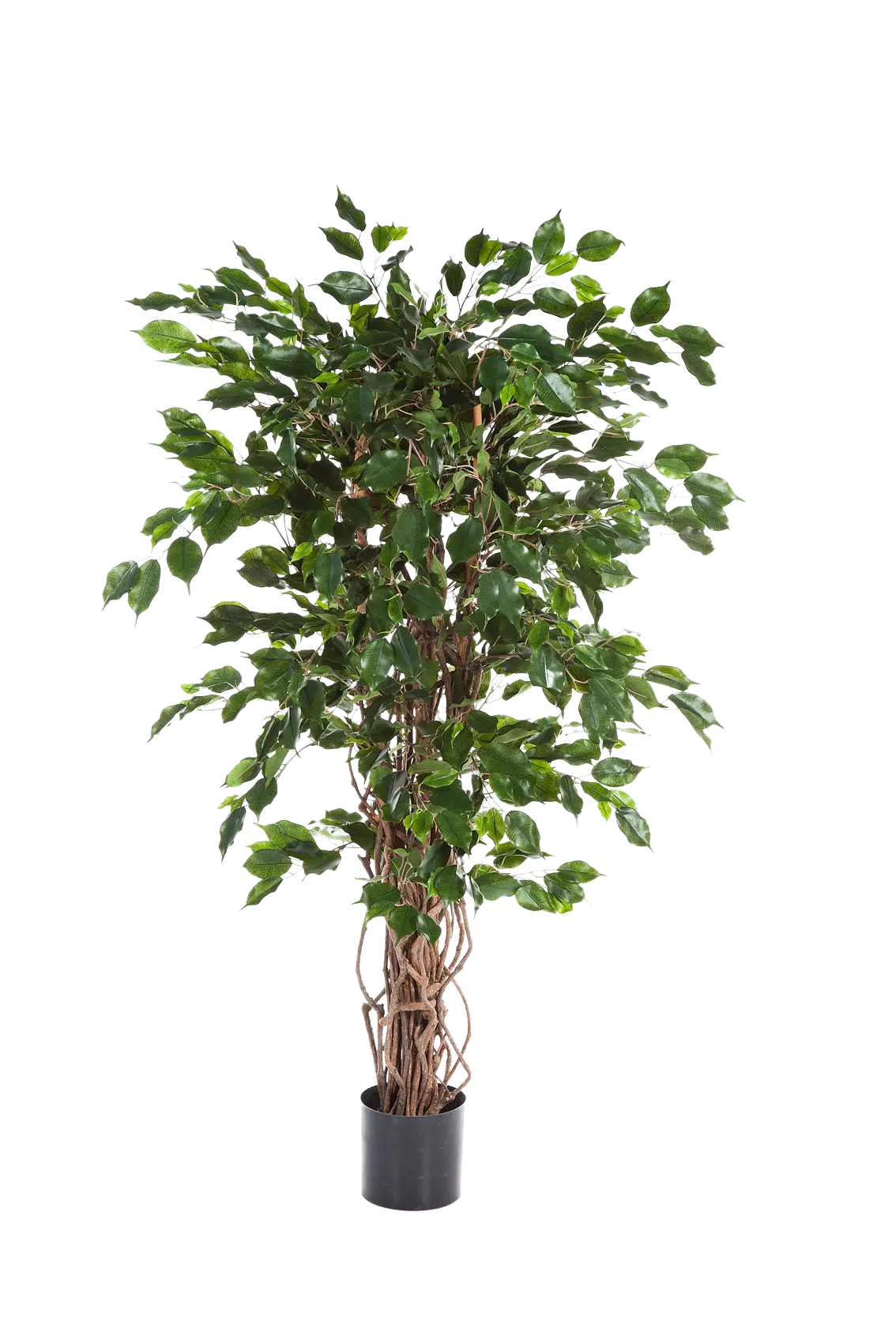 Künstlicher Ficus - Jasmin, 210 cm, Kunstbaum von aplanta, mit Echtholzstamm, mit Mangrovenstamm, im schwarzen Topf, in Natur