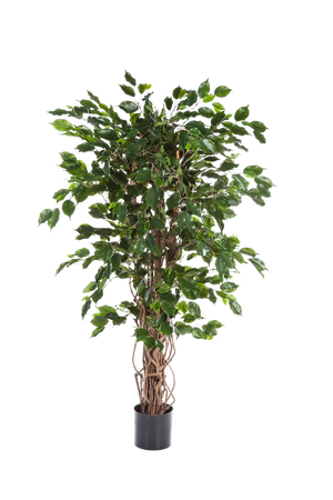 Künstlicher Ficus - Jasmin, 210 cm, Kunstbaum von aplanta, mit Echtholzstamm, mit Mangrovenstamm, im schwarzen Topf, in Natur