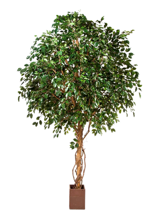 Künstlicher Ficus Baum - Nero, 315 cm, Kunstbaum von aplanta, mit Echtholzstamm, im schwarzen Topf, in Natur, für drinnen