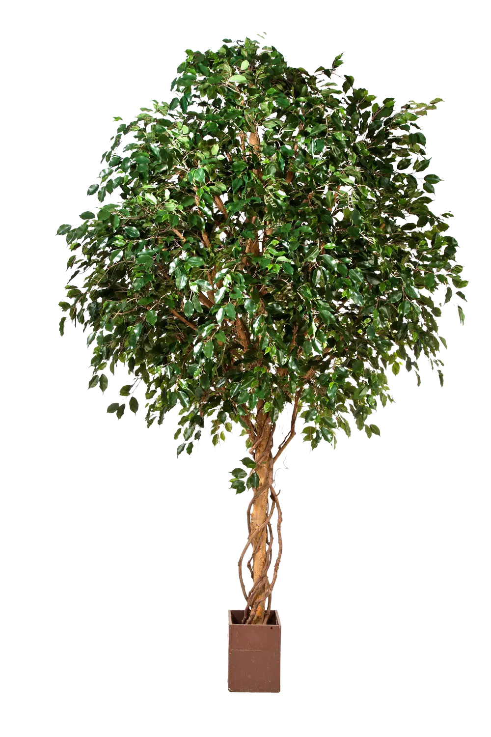 Künstlicher Ficus Baum - Nero, 360 cm, Kunstbaum von aplanta, mit Echtholzstamm, im schwarzen Topf, in Natur, für drinnen