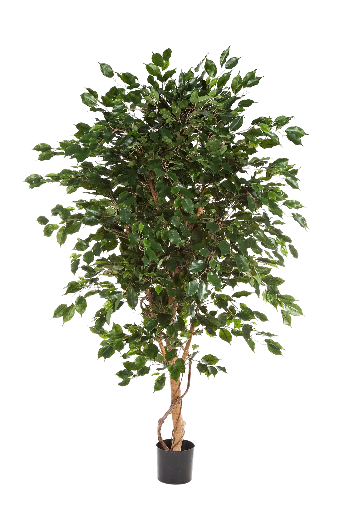 Künstlicher Ficus - Kim, 150 cm, Kunstbaum von aplanta, mit Echtholzstamm, im schwarzen Topf, in Natur, für drinnen