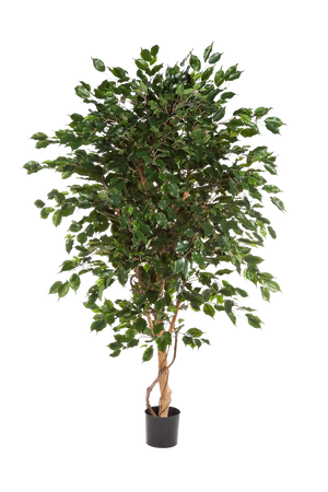 Künstlicher Ficus - Kim, 150 cm, Kunstbaum von aplanta, mit Echtholzstamm, im schwarzen Topf, in Natur, für drinnen