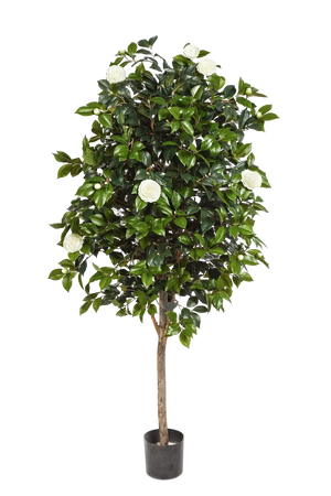 Künstlicher Kamelienbaum - Polly, 170 cm, Kunstbaum von aplanta, mit Echtholzstamm, im schwarzen Topf, in Natur, für drinnen