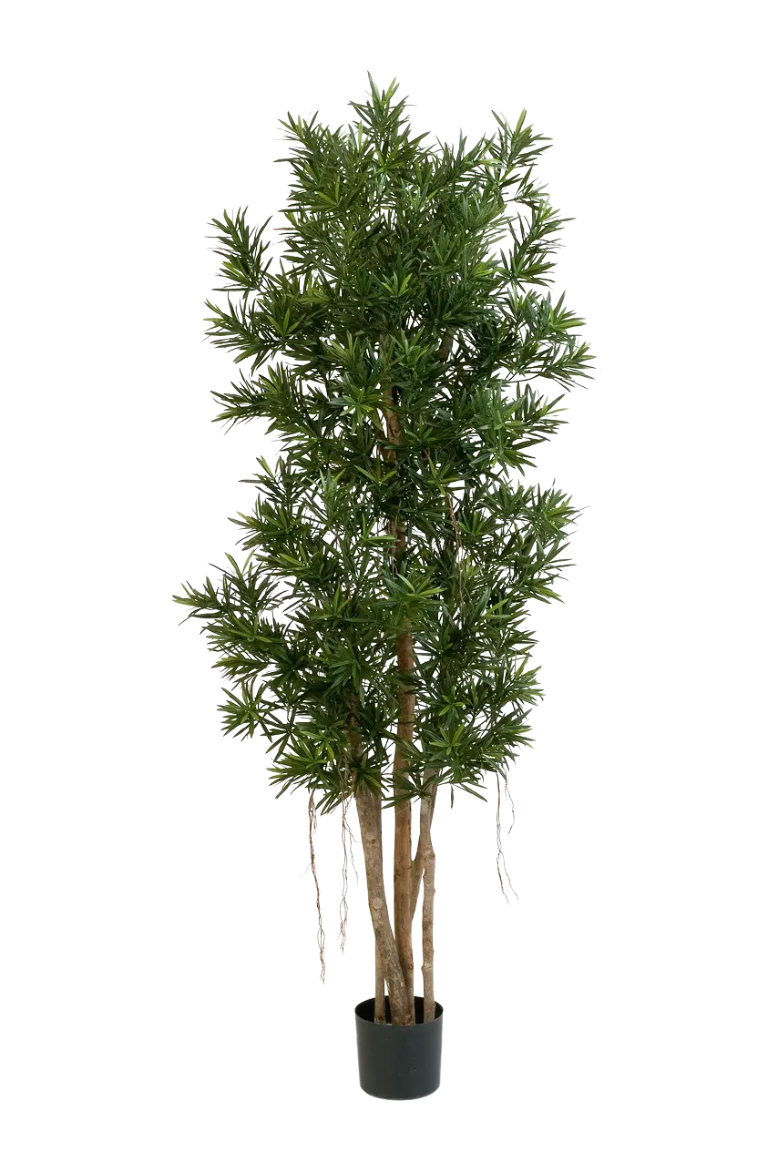 Künstlicher Podocarpus Reflexa- Paul, 180 cm, Kunstbaum von aplanta, in Natur, für drinnen
