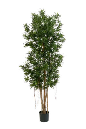 Künstlicher Podocarpus Reflexa- Paul, 180 cm, Kunstbaum von aplanta, in Natur, für drinnen