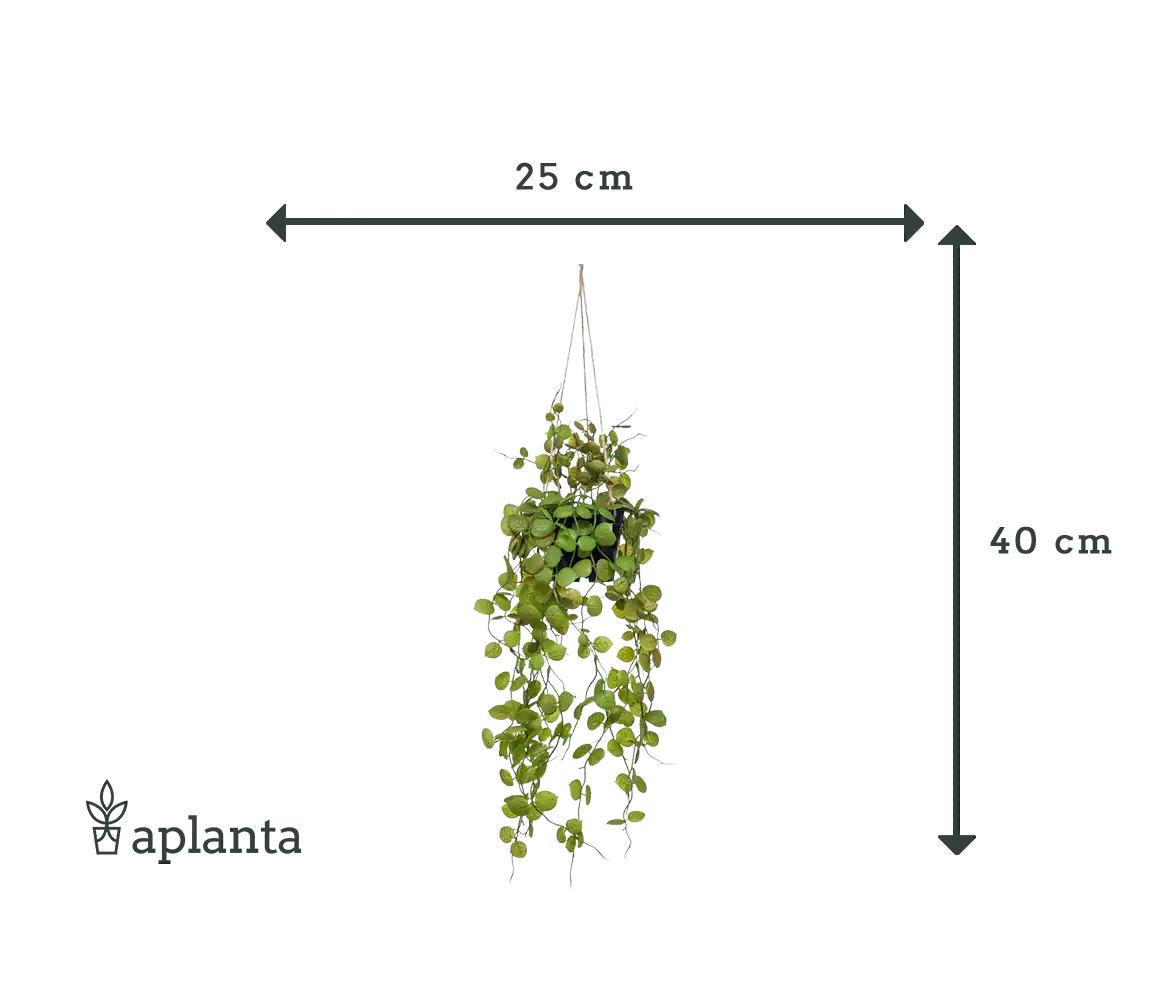 Künstliche Hänge-Leuchterblume - Konrad, 50 cm, Kunstpflanze von aplanta, inkl. Dekotopf, im schwarzen Topf, in Natur